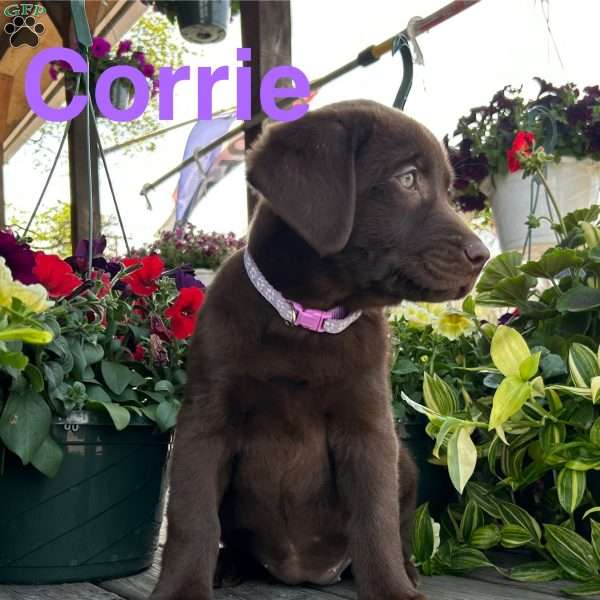 Corrie, Chocolate Labrador Retriever Puppy